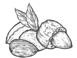 An illustration of almonds