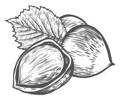 An illustration of hazelnuts
