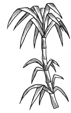 An illustration of Sugarcare