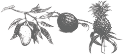 An illustration of tropical fruit